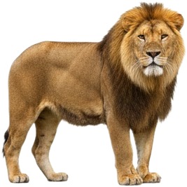 a lion standing on a white background.jpg